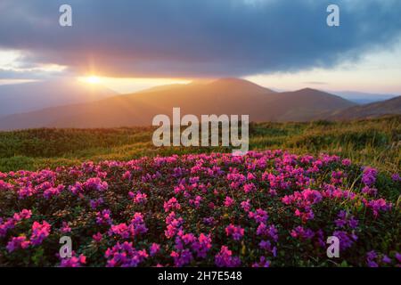 Rhododendron blüht auf den hohen wilden Bergen. Sonnenaufgang mit schönem Himmel und Wolken am Frühlingsmorgen. Ort Karpaten, Ukraine, E Stockfoto