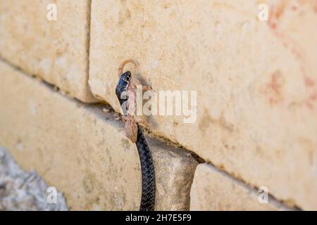 Schwarze westliche Peitschenschlange, Hierophis viridiflavus, auf der Jagd nach einem maurischen Gecko, Tarentola mauritanica. Stockfoto