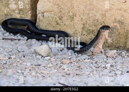 Schwarze westliche Peitschenschlange, Hierophis viridiflavus, auf der Jagd nach einem maurischen Gecko, Tarentola mauritanica. Stockfoto