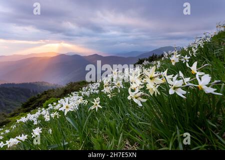 Weiße Narzissenblüten blühen auf den hohen wilden Bergen. Sonnenuntergang mit Strahlen erhellt den Horizont. Himmel mit Wolken. Sommer Hintergrundbild Hintergrund. Entfällt Stockfoto