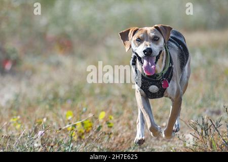 Ein Beagle-Mischhund läuft durch ein Feld, während er die Kamera anschaut. Speicherplatz kopieren. Stockfoto