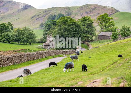 Herdwick Schafe im englischen Lake District grasen neben der Gasse in Martindale, Cumbria UK Stockfoto