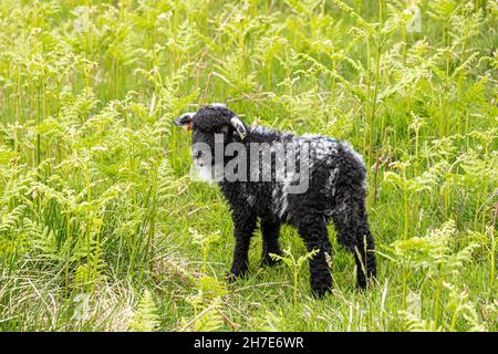 Ein junges Herdwick-Lamm im englischen Lake District in Martindale, Cumbria, Großbritannien Stockfoto