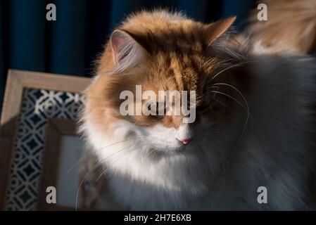 Blick auf die orangefarbene Katze Stockfoto