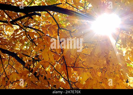 Die Sonnenstrahlen, die durch die gelben Blätter auf den Baumkronen ziehen Stockfoto
