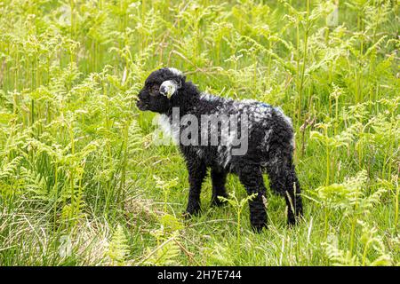 Ein junges Herdwick-Lamm im englischen Lake District in Martindale, Cumbria, Großbritannien Stockfoto