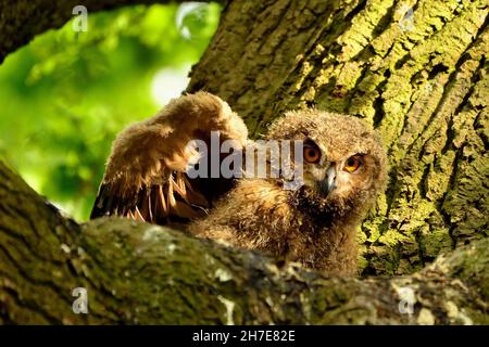 Uhu, Eurasischer Adlerkauz, Bubo bubo, Nestlinge auf Eiche, schmiegt sich an eine Eiche, Duvenstedter Brook, Hamburg, Deutschlan, Deutschland Stockfoto