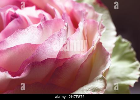 Makroaufnahme von rosa Rosenblütenblättern als abstrakter natürlicher Hintergrund, pazifische rosa Farbe, 2022 Farbe Stockfoto