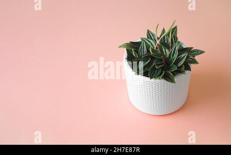 Peperomia rosso in einem weißen Blumentopf auf einem rosa Hintergrund mit Kopierraum, Minimalismus und Verbindung mit dem Naturkonzept Stockfoto