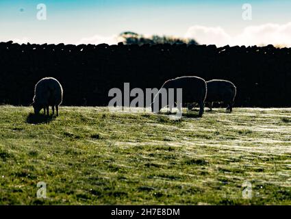 Lancaster, Lancashire, Großbritannien. 22nd. November 2021. Hinterleuchtete Schafe grasen auf einem Feld aus Gras und Spinnennetzen, Lancaster, Lancashire, Großbritannien Credit: John Eveson/Alamy Live News Stockfoto