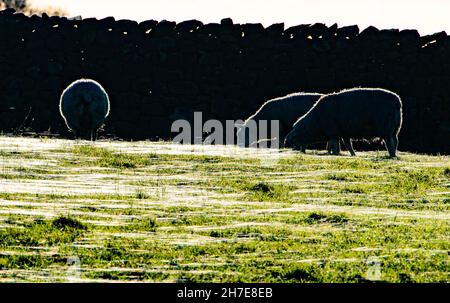 Lancaster, Lancashire, Großbritannien. 22nd. November 2021. Hinterleuchtete Schafe grasen auf einem Feld aus Gras und Spinnennetzen, Lancaster, Lancashire, Großbritannien Credit: John Eveson/Alamy Live News Stockfoto