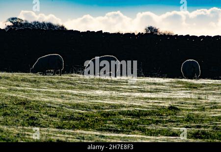 Lancaster, Lancashire, Großbritannien. 22nd. November 2021. Hinterleuchtete Schafe grasen auf einem Feld aus Gras und Spinnennetzen, Lancaster, Lancashire, Großbritannien Credit: John Eveson/Alamy Live News Stockfoto