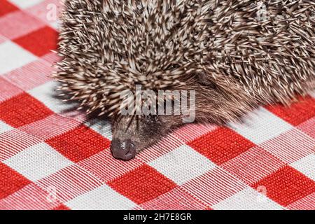 Igel mit offener Schnauze aus der Nähe vor einer roten karierten Tischdecke. Stockfoto