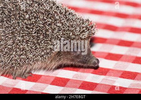 Ein wilder Säugetier-Igel mit Nadeln vor dem Hintergrund einer roten Plaid-Tischdecke. Stockfoto