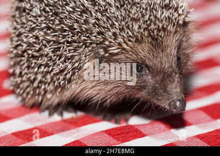 Nahaufnahme der Schnauze eines stacheligen Igels gegen eine karierte Tischdecke. Stockfoto