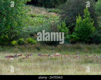 Damwild, Dama dama im Bolderwood Deer Sanctuary, The New Forest, Hampshire, Großbritannien Stockfoto