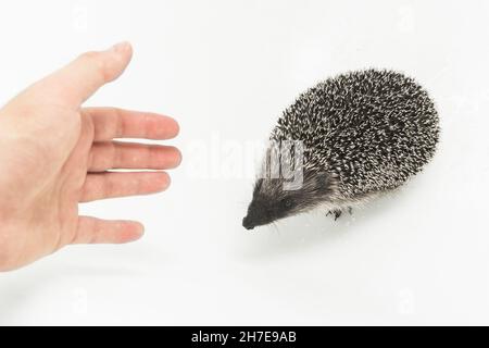 Ein Mann streckt seine Hand zu einem Igel aus, einem stacheligen Tier wilder Natur, einem Säugetier auf weißem Grund. Stockfoto