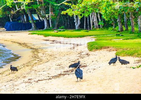 Tropischer Schwarzgeier Coragyps atratus brasiliensis am Mangroven- und Pouso-Strand-Sand in der Natur von Ilha Grande Rio de Janeiro Brasilien. Stockfoto