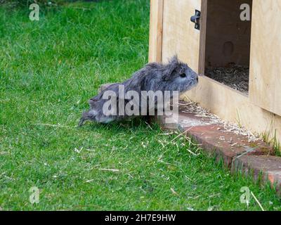 Inländisches Meerschweinchen, Cavia porcellus, Großbritannien Stockfoto