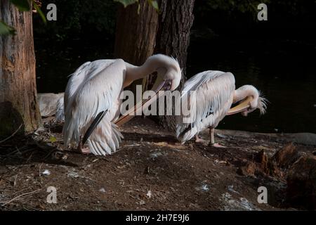 Zeit für die persönliche Hygiene der beiden großen weißen Pelikane Stockfoto