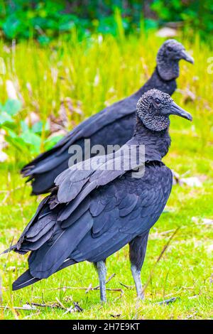 Paar tropische Schwarze Geier Coragyps atratus brasiliensis auf dem Mangrove und Pouso Beach Gras in der Natur von Ilha Grande Rio de Janeiro Braz Stockfoto