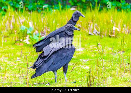 Paar tropische Schwarze Geier Coragyps atratus brasiliensis auf dem Mangrove und Pouso Beach Gras in der Natur von Ilha Grande Rio de Janeiro Braz Stockfoto