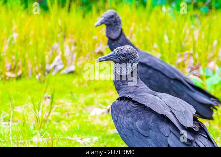 Paar tropische Schwarze Geier Coragyps atratus brasiliensis auf dem Mangrove und Pouso Beach Gras in der Natur von Ilha Grande Rio de Janeiro Braz Stockfoto