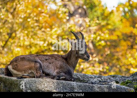 Eine braune Ziege, die im Herbst auf einem Stein gegen die gelben Bäume sitzt Stockfoto