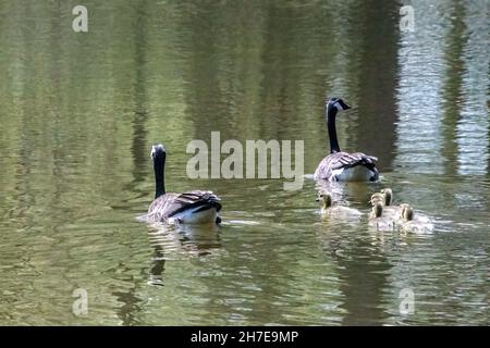 Kanadagänse mit ihren Gänsen schwimmen auf dem Jerusalem Pond in St. Croix Falls, Wisconsin USA. Stockfoto