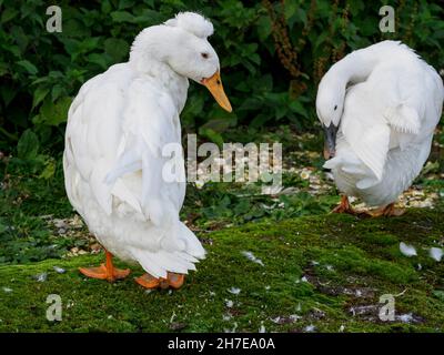 Indische Läuferenten, Großbritannien Stockfoto