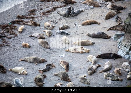 Mutton Cove,Cornwall,22nd. November 2021,Eine große Kolonie von Kegelrobben sonnt sich in herrlicher Sonne, während sie am Strand in Mutton Cove, Cornwall, lag.Quelle:Keith Larby/Alamy Live News Stockfoto