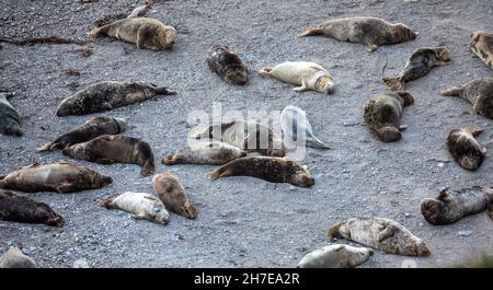 Mutton Cove,Cornwall,22nd. November 2021,Eine große Kolonie von Kegelrobben sonnt sich in herrlicher Sonne, während sie am Strand in Mutton Cove, Cornwall, lag.Quelle:Keith Larby/Alamy Live News Stockfoto