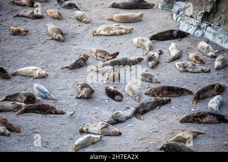 Mutton Cove,Cornwall,22nd. November 2021,Eine große Kolonie von Kegelrobben sonnt sich in herrlicher Sonne, während sie am Strand in Mutton Cove, Cornwall, lag.Quelle:Keith Larby/Alamy Live News Stockfoto