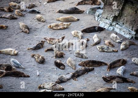 Mutton Cove,Cornwall,22nd. November 2021,Eine große Kolonie von Kegelrobben sonnt sich in herrlicher Sonne, während sie am Strand in Mutton Cove, Cornwall, lag.Quelle:Keith Larby/Alamy Live News Stockfoto