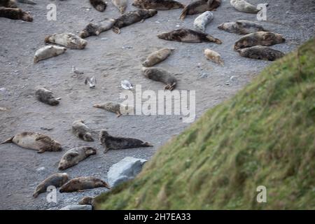 Mutton Cove,Cornwall,22nd. November 2021,Eine große Kolonie von Kegelrobben sonnt sich in herrlicher Sonne, während sie am Strand in Mutton Cove, Cornwall, lag.Quelle:Keith Larby/Alamy Live News Stockfoto