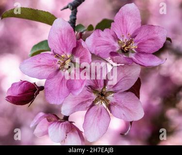 Hübsche rosa Krabbenblüten blühen im Frühling. Stockfoto