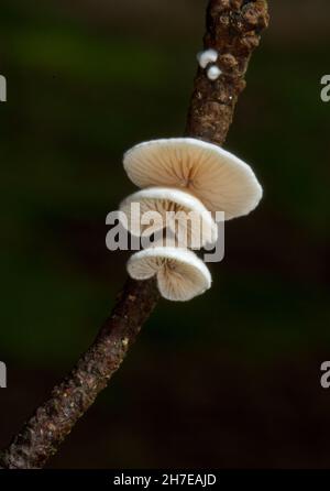 Kleine weiße Pilze, variable Oysterlinge, Crepidotus variabilis, wachsen auf einem dünnen Zweig Stockfoto