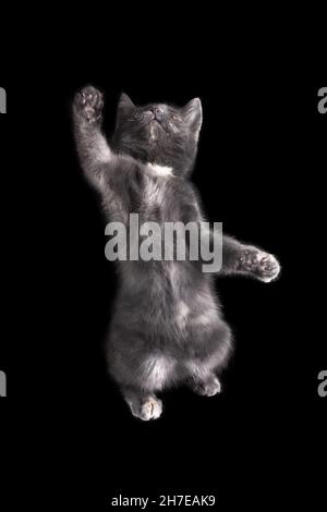 Kitten britische Rasse grau rauchige Farbe sitzt auf einem isolierten schwarzen Hintergrund mit Reflexion. Stockfoto