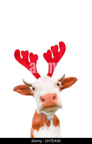 Weihnachten lustige Kuh auf weißem Hintergrund isoliert. Kuhportrait in Weihnachten Rentier Antlers Stirnband Stockfoto