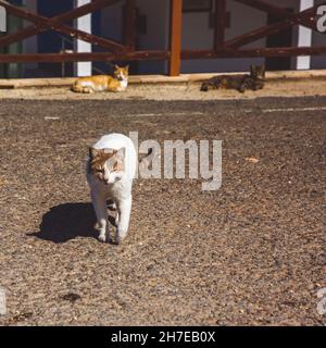 Obdachlose Straße rot, weiß und schwarz Katze geht auf den Straßen von Zypern Stockfoto