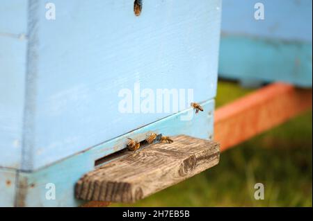 Bienen kommen während des Blühens in einen Apfelgarten Stockfoto