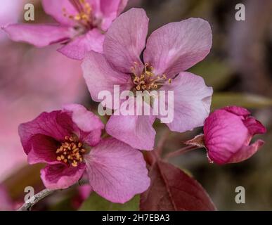 Im Frühling blüht in St. Croix Falls, Wisconsin, USA, eine hübsche rosa Krebserkelle. Stockfoto