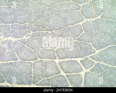 Textur von gesprungenem Asphalt in grauer Tonalität für Hintergründe oder Tapeten. Bürgersteig mit Rissen für Texturen, Drucke und Poster, Tarnung, Textilien Stockfoto