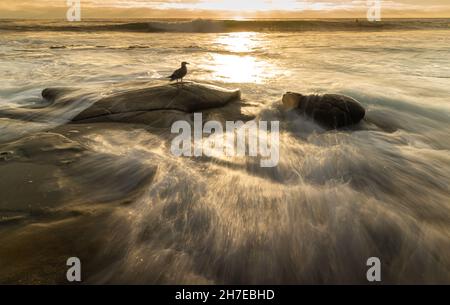 Verträumtes Bild der Möwe, die während der goldenen Stunde auf dem Felsen steht Stockfoto