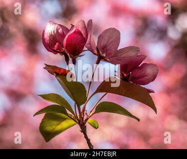 Die Rückseite wunderschöner roter und rosafarbener Krebserblüten, die im Frühling in St. Croix Falls, Wisconsin, USA, in einem bunten Bokeh des Sonnenlichts erstrahlen. Stockfoto