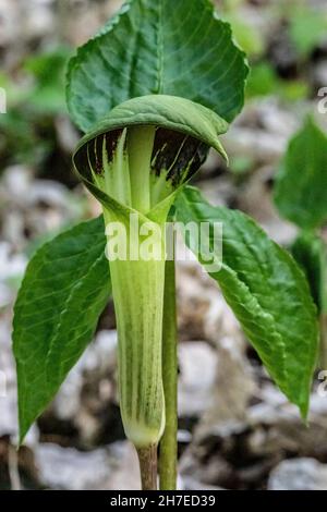 Jack-in-the-Pulpit in den Wäldern des Frühlings am Interstate State Park, St. Croix Falls, Wisconsin USA. Stockfoto