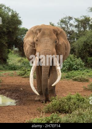Der alte Elefantenbulle „Big Tusker“, der in der Nähe eines Wasserlochs in Amboseli, Kenia, läuft Stockfoto