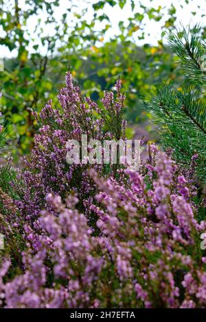 Violett-Rosa Grau mit selektivem Fokusfeld. Heide- und Waldgebiet namens Den Treek Henschoten, Teil des Utrechtse Heuvelrug, Utrecht Hill Stockfoto