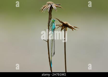 Blauschwanzdamselfly auf trockenem Gras sitzend. Seitenansicht, Nahaufnahme. Unscharfer heller Hintergrund. Gattungsart Ischnura elegans. Stockfoto