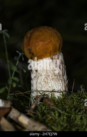Rotkappenpilz in einem Wald Stockfoto